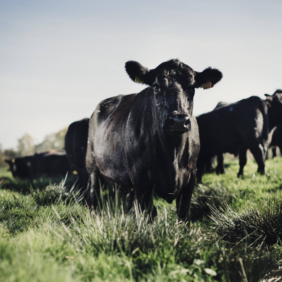 Photo de vache Angus au pré