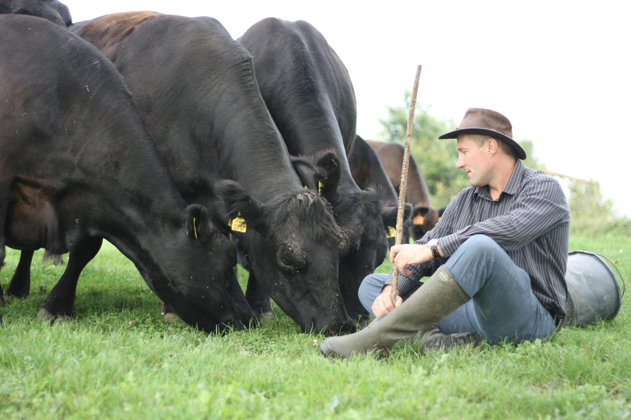 Jérôme est assit à côté de ses vaches au pré qui mangent